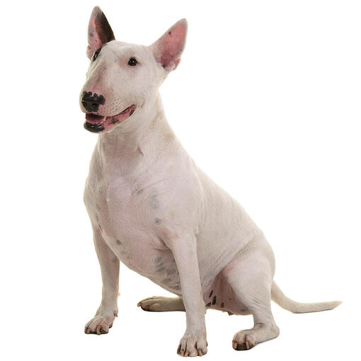 Informacion sobre la raza de perro Bull Terrier Purina