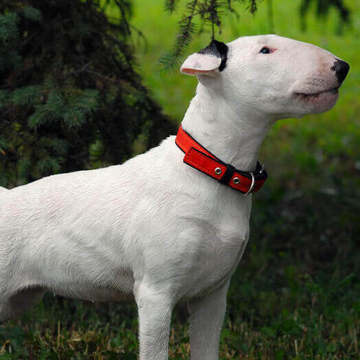Informacion sobre la raza de perro Bull Terrier Purina
