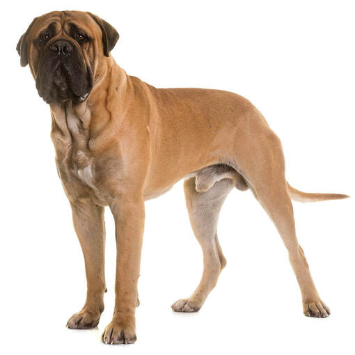 Perro de raza Bullmastiff