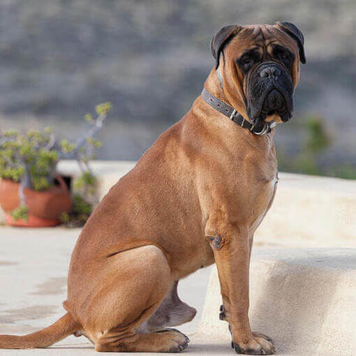 Bullmastiff sentado en el patio