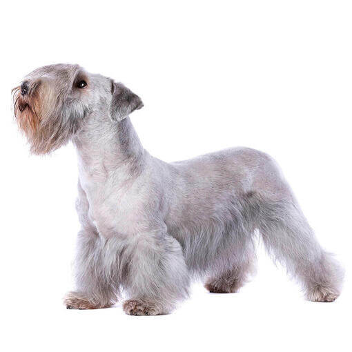 Terrier Checo blanco de pie