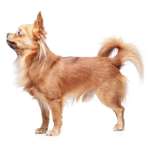 Perro de raza Chihuahua (de pelo largo)