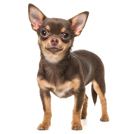 Gato de raza Chihuahua (de pelo suave)