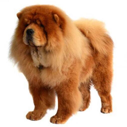 Perro de raza Chow Chow