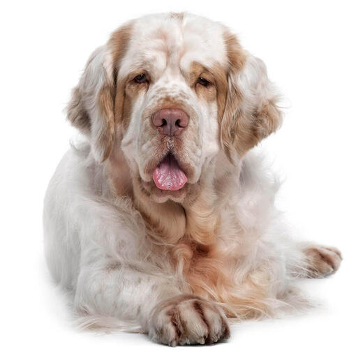 Perro de raza Clumber Spaniel