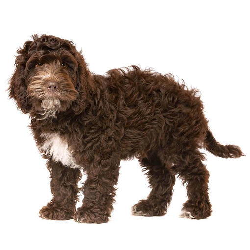 Perro de raza Cockerpoo
