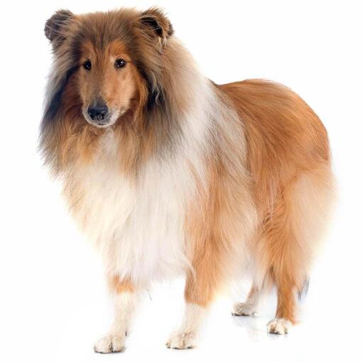 Perro de raza Rough Collie o Pastor Escocés