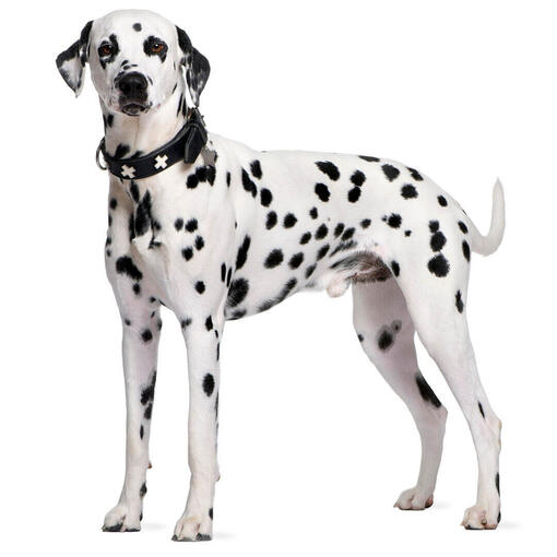 Perro de raza Dálmata