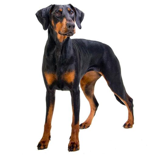 Perro de raza Dóberman