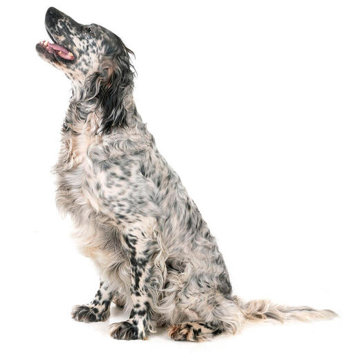 Perro de raza Setter inglés