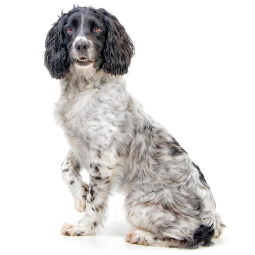 Perro de raza Springer Spaniel inglés