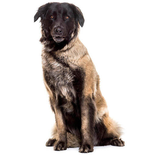 Perro de raza Perro Serra da Estrela