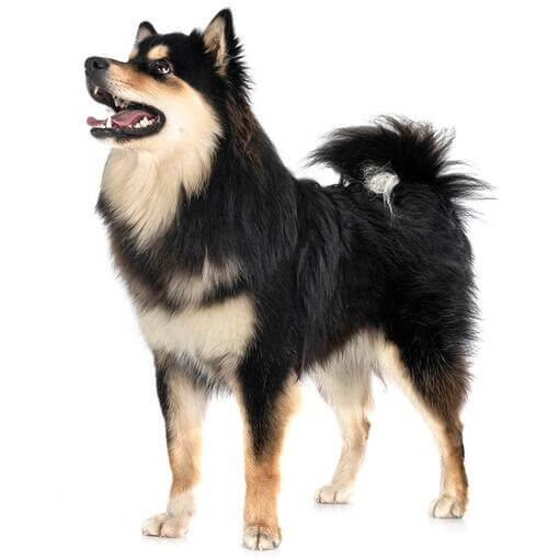 Perro finlandés de Laponia