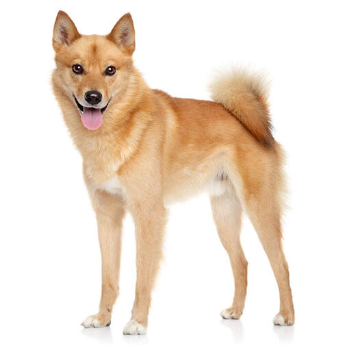 Perro de raza Spitz finlandés