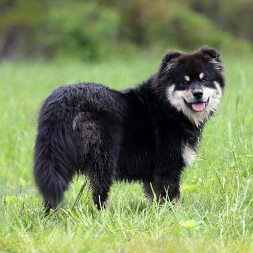 Perro finlandés de Laponia de pie
