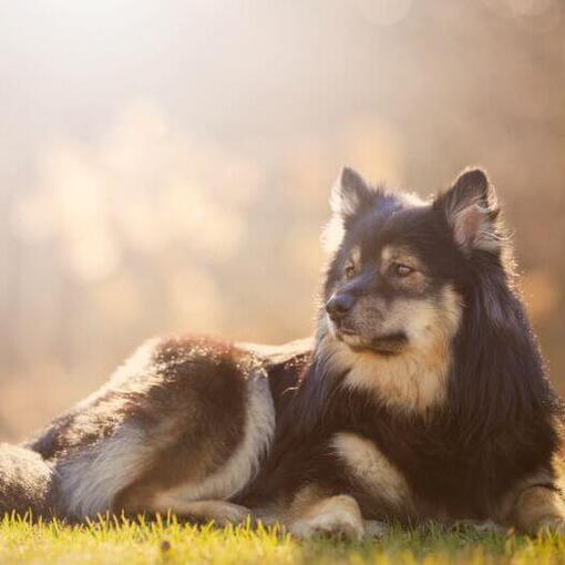 Perro finlandés de Laponia de pie