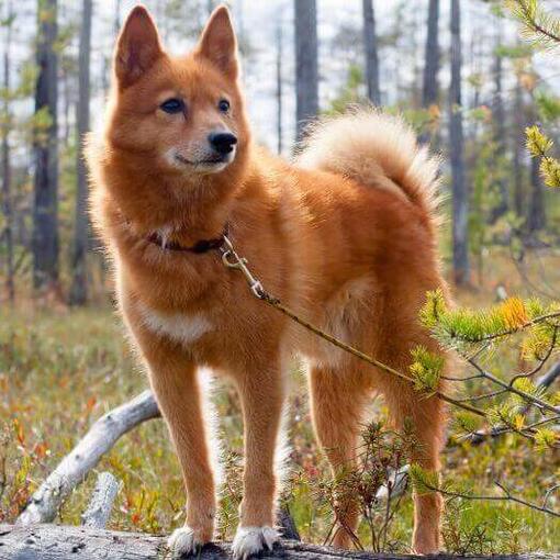 Spitz finlandés en el bosque