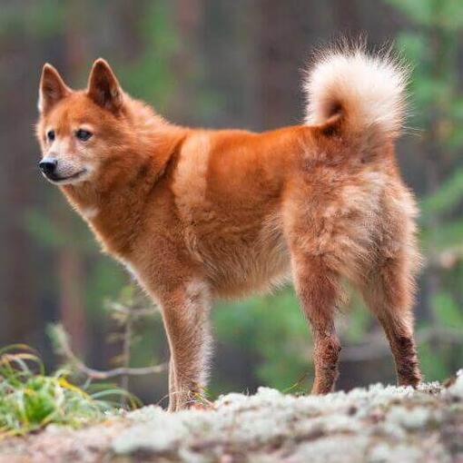 Spitz finlandés sobre una roca