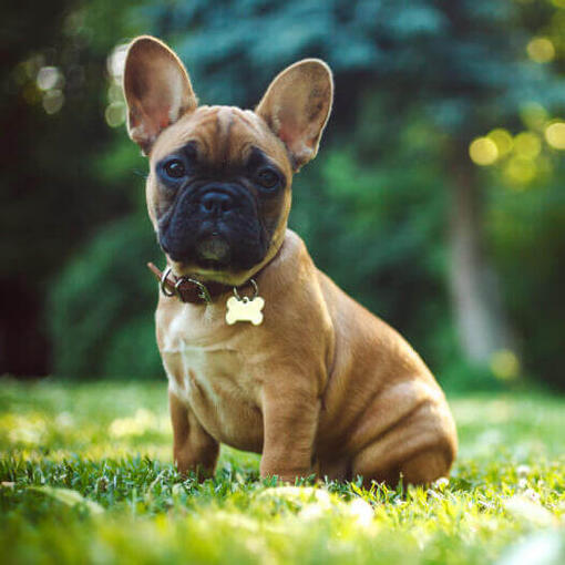 Perro de raza Bulldog Francés