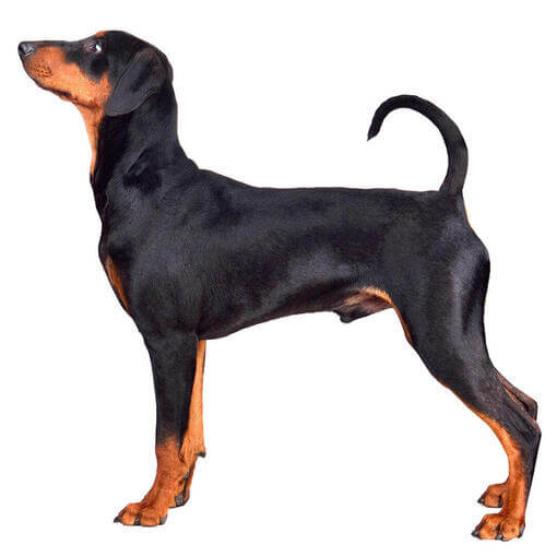 Perro de raza Pinscher alemán