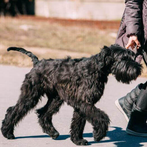 Schnauzer gigante paseando con correa