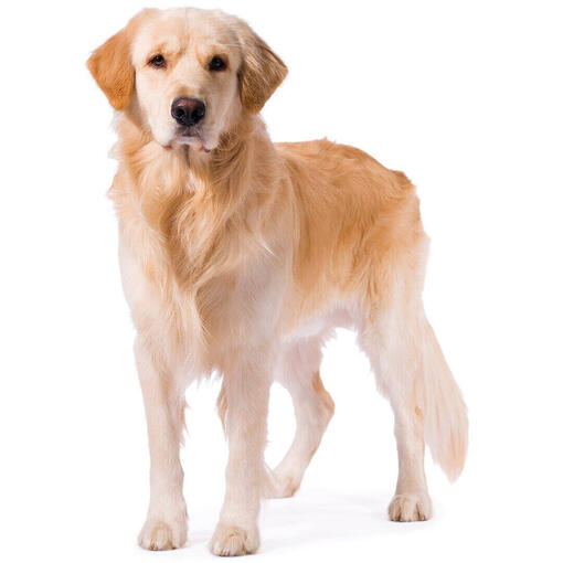 Perro de raza Golden Retriever