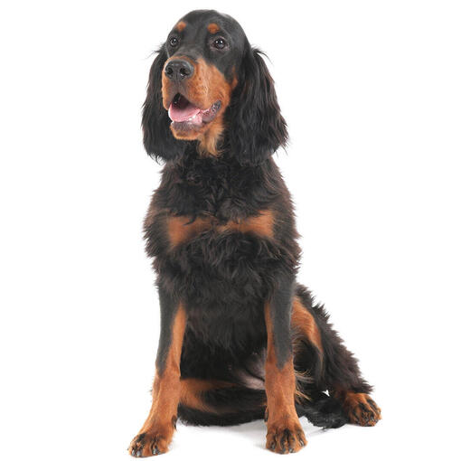 Perro de raza Setter escocés
