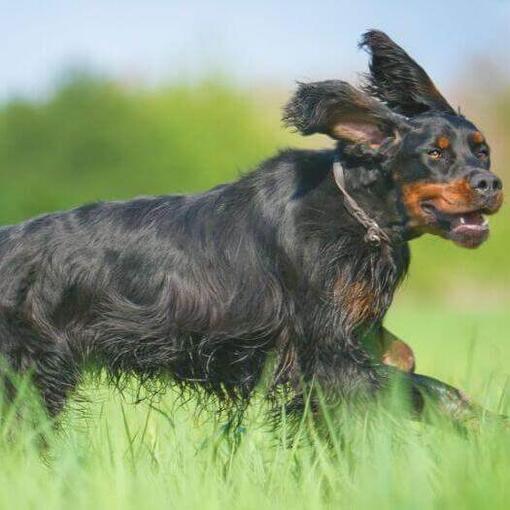 Perro corriendo por la hierba
