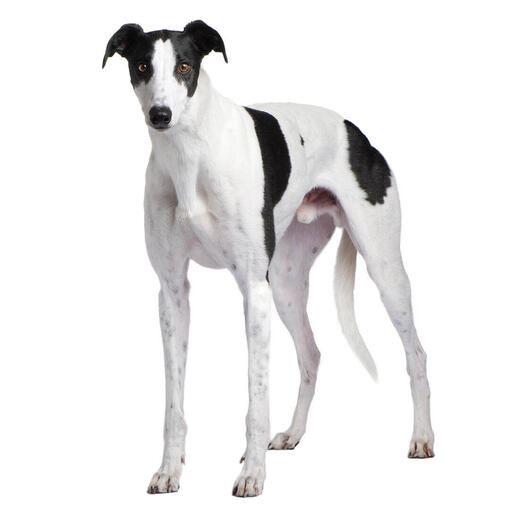 Perro de raza Galgo