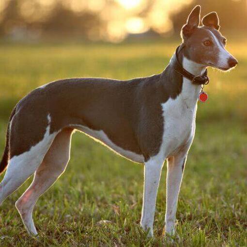 Perro de raza Galgo