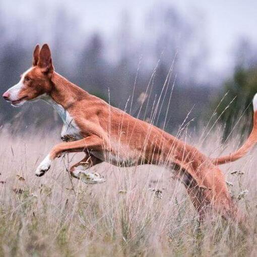 Podenco ibicenco está saltando en el campo