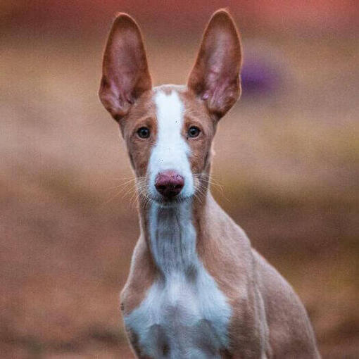Podenco ibicenco observando a alguien