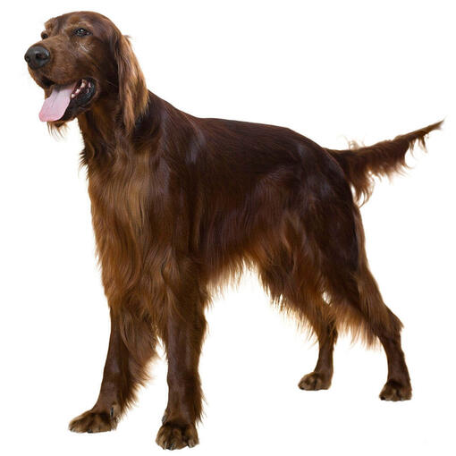 Perro de raza Setter Irlandés