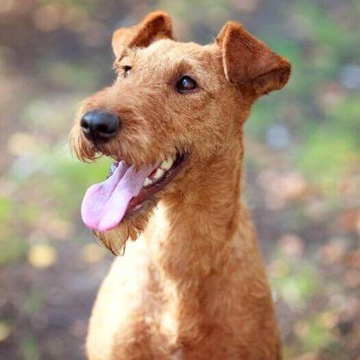 Terrier irlandés con la lengua fuera
