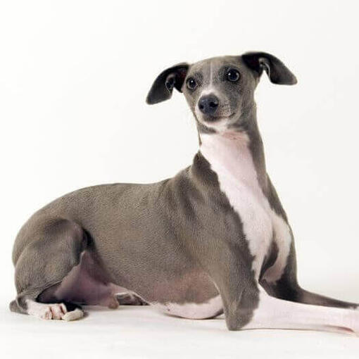Perro de raza Galgo italiano