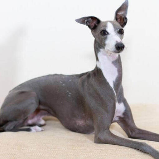 Perro de raza Galgo italiano