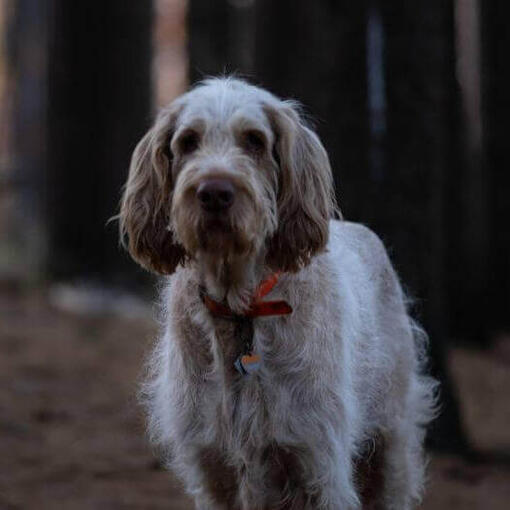 Perro de pie en un bosque oscuro