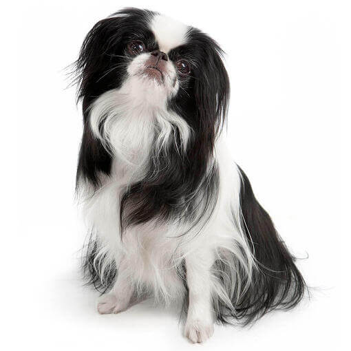 Raza de perro chin japonés
