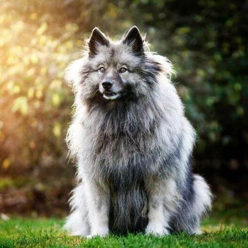 Keeshond de pie en el patio trasero