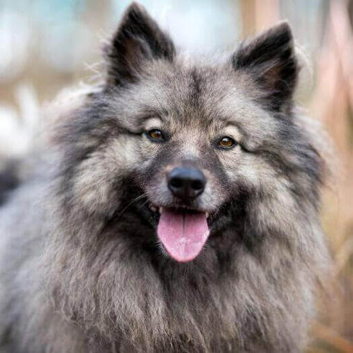 Keeshond con la lengua pegajosa