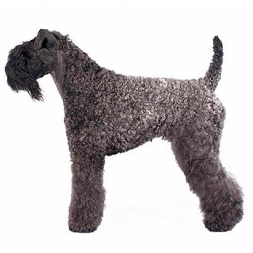 Perro de raza Kerry blue Terrier