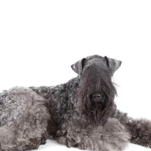 Kerry Blue Terrier posando ante la cámara