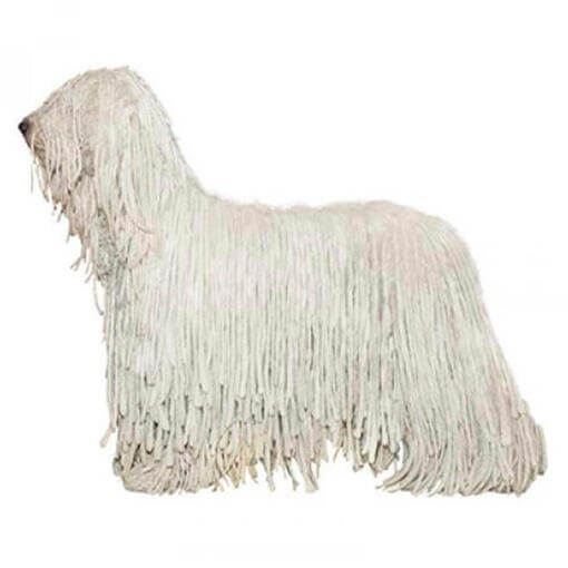 Perro de raza Komondor