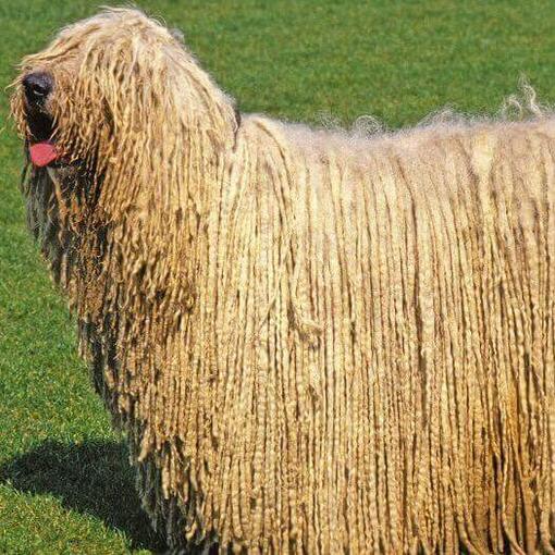 Komondor con la lengua fuera