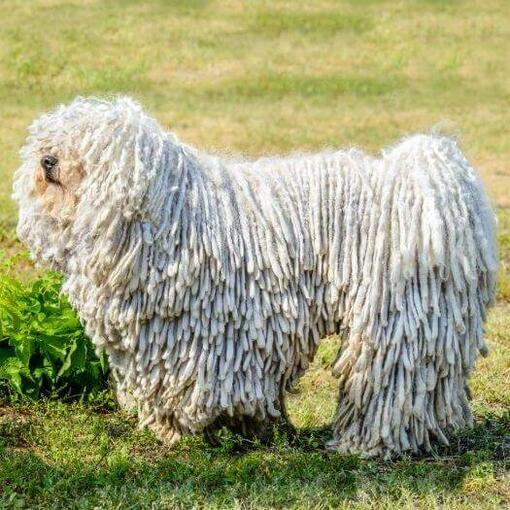 Komondor en el campo