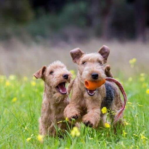 Dos terriers jugando