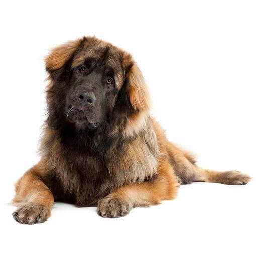 Perro de raza Leonberger