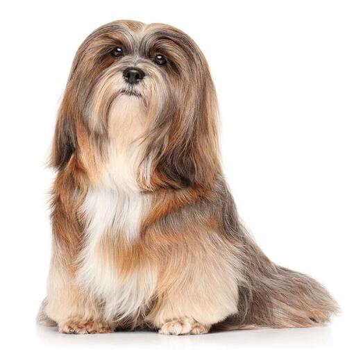 Perro de raza Lhasa Apso