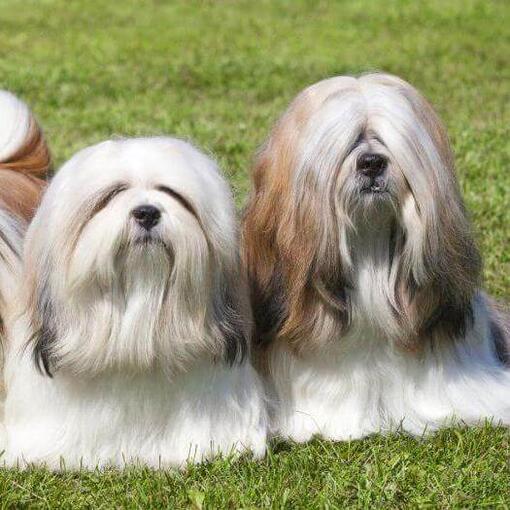 Tres Lhasa Apso están tumbados en la hierba