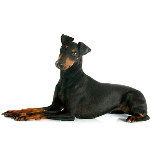 Perro de raza Manchester Terrier